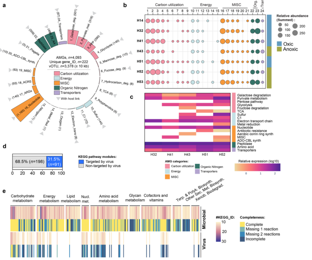 The distribution and metatranscriptomic analyses of the putative auxiliary metabolic genes (AMGs).
