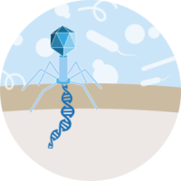 Uses intensive omics techniques to analyze phage-host interactions.